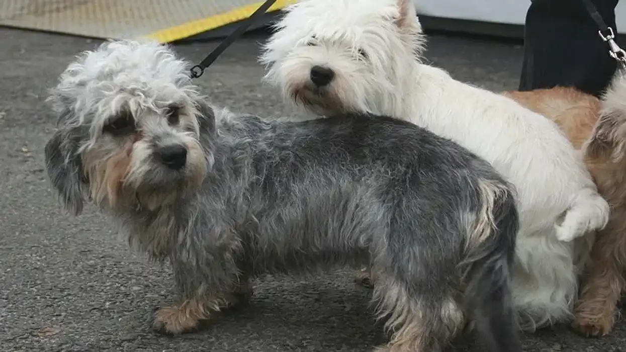 Read these Dandie Dinmont Terrier facts about these small dogs.