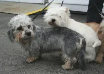 Read these Dandie Dinmont Terrier facts about these small dogs.