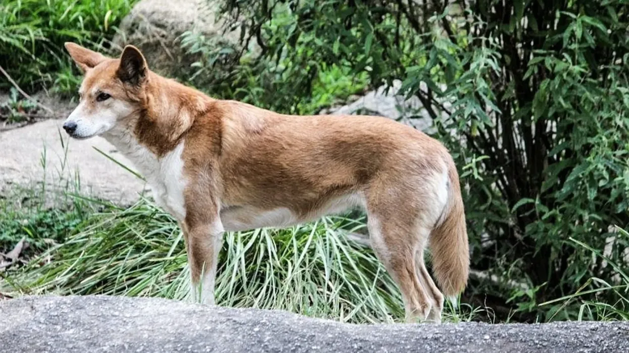 Read these dingo facts to learn more about these Australian animals.