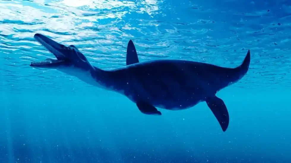 Read these Dolichorhynchops facts to learn about these marine reptiles with a long-nosed snout.