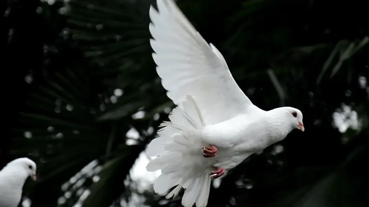 Read these dove facts to know more about this beautiful bird.