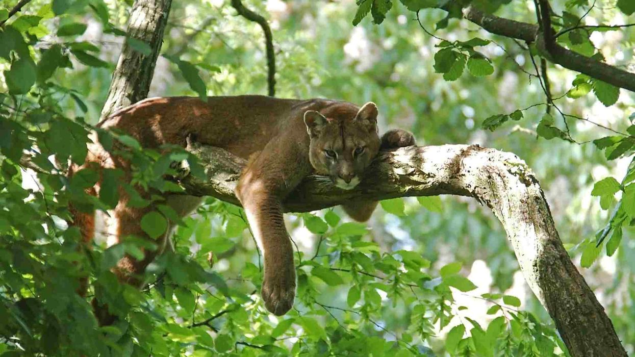 Read these eastern cougar facts for kids to know more about these big cats.