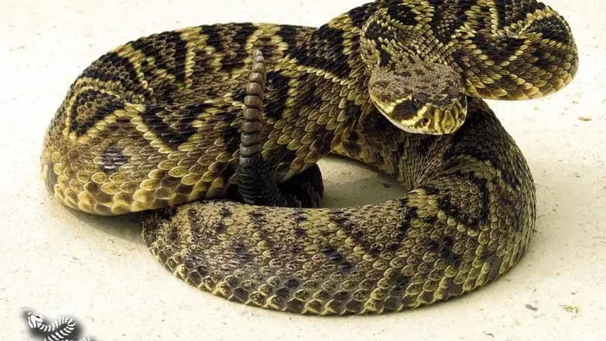 Read these Eastern Diamondback Rattlesnake facts for kids