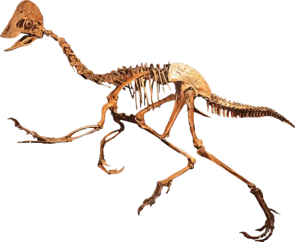 Read these Elmisaurus facts to know more about new specimens of the crested theropod dinosaur, Elmisaurus rarus, from Mongolia.