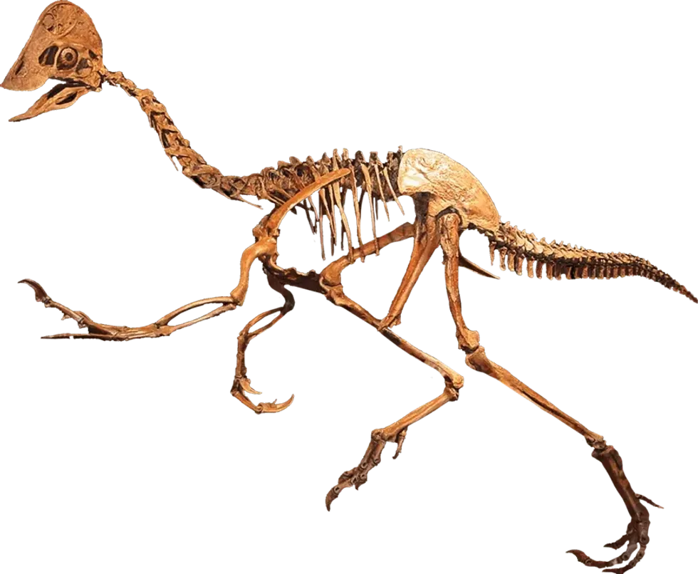 Read these Elmisaurus facts to know more about new specimens of the crested theropod dinosaur, Elmisaurus rarus, from Mongolia.