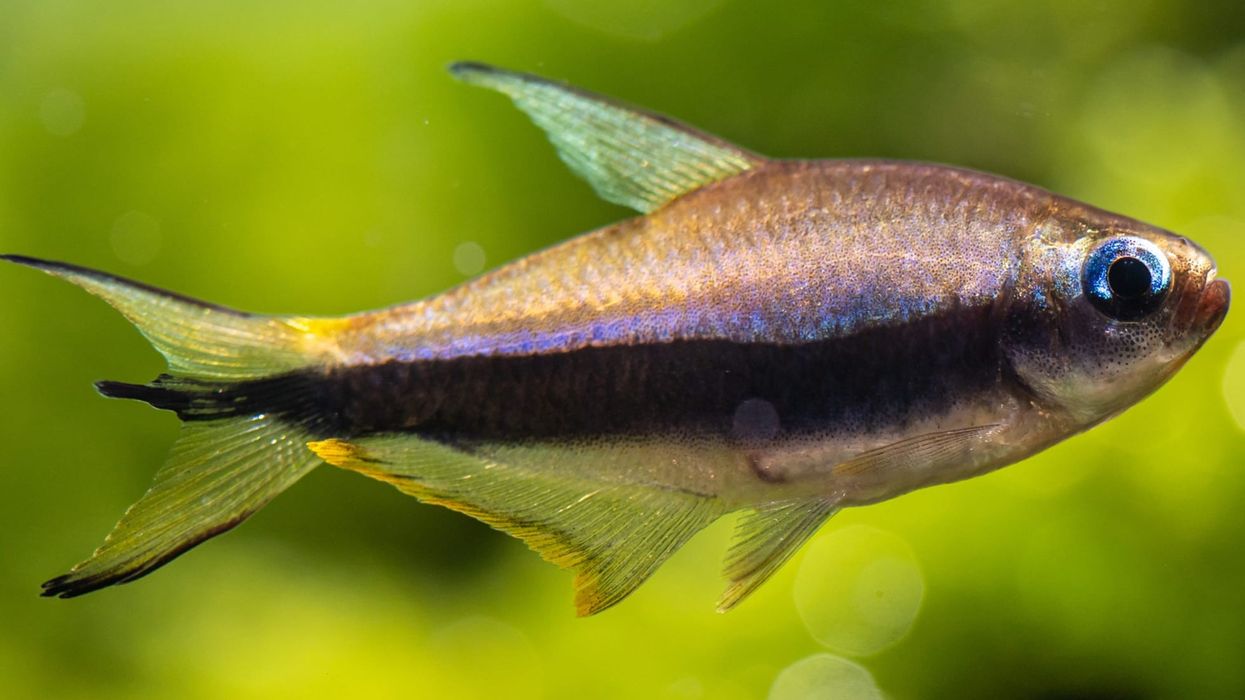 Read these emperor tetra facts about these peaceful fish whose males have blue eyes and females have green eyes.