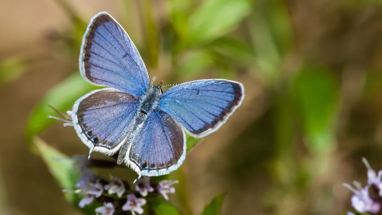 Read these engaging eastern tailed-blue butterfly facts.