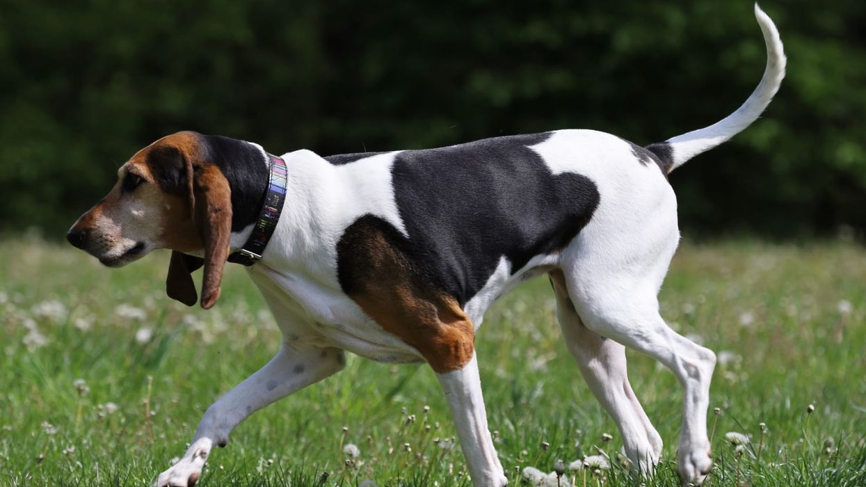 Read these English Foxhound facts and learn more about this hunting breed.