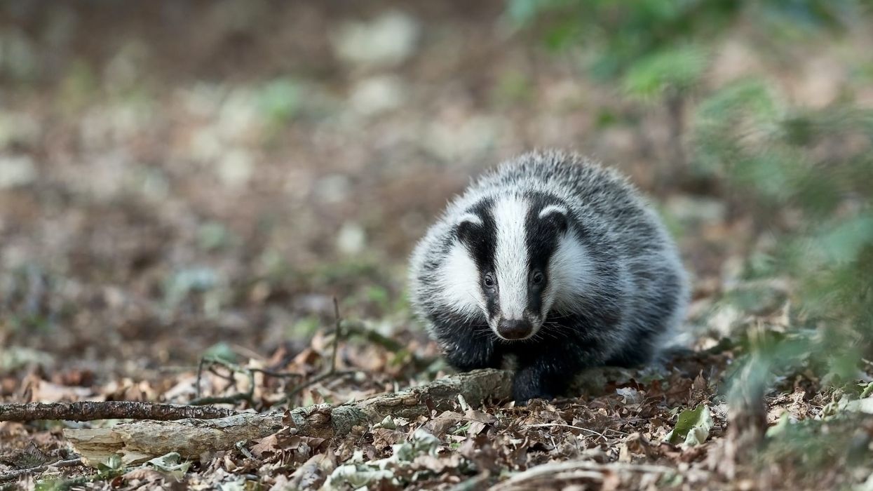 Read these European badger facts about these animals that live in underground-built homes called setts.