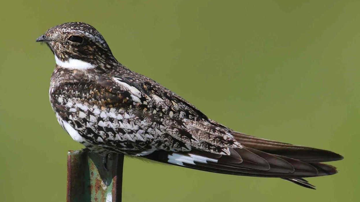 Read these exciting Common Nighthawk facts to find out more about this amazing bird