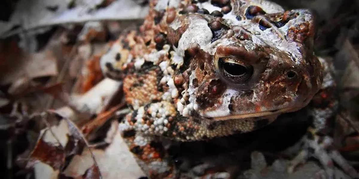 Fun Fowler's Toad Facts For Kids | Kidadl