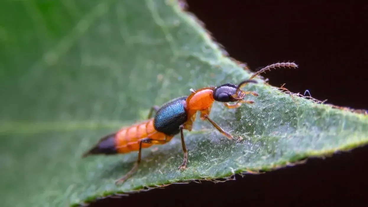 Read these exciting rove beetle facts about the shiny little insect killer and learn something new today!