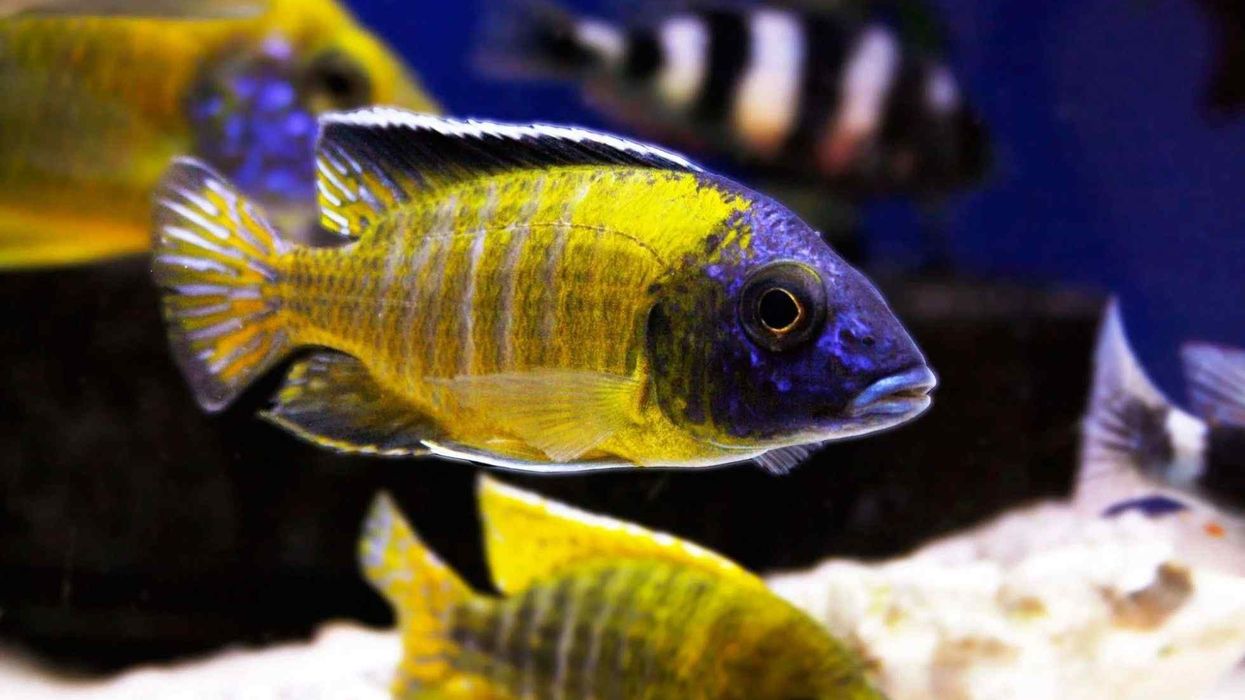 Read these eye-opening flavescent peacock facts, a fish species that is endemic to Lake Malawi in Africa and also bears the common name Grant's peacock cichlid.