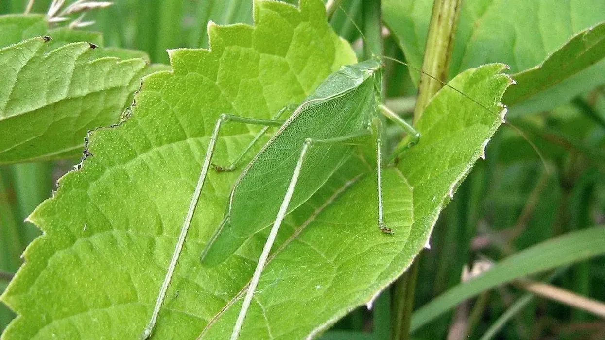 Read these false katydid facts to learn about these insects that are said to bring good luck