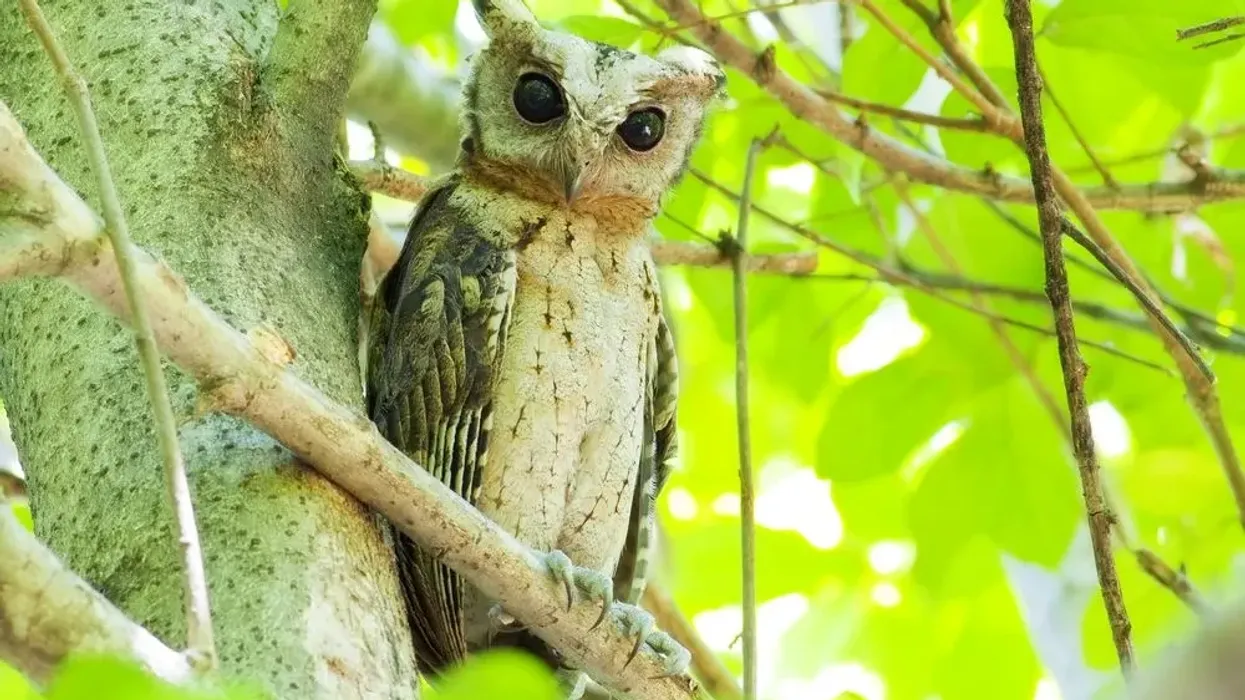Read these fantastic collared scops owl facts.