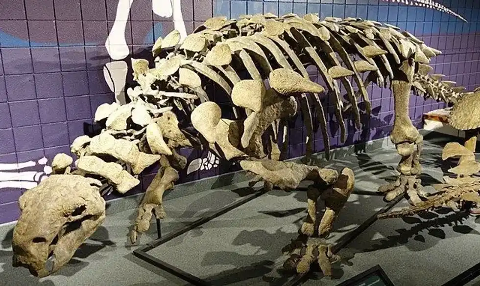 Read these fascinating amazing Peloroplites facts for kids that you are sure to love