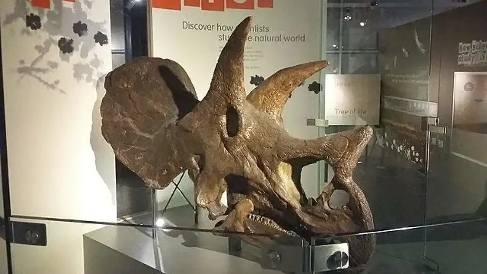 Read these fascinating amazing Shamosaurus facts for kids that you are sure to love