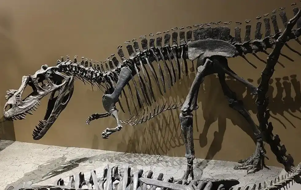 Read these fascinating Ceratosaurus facts for kids that you are sure to love.