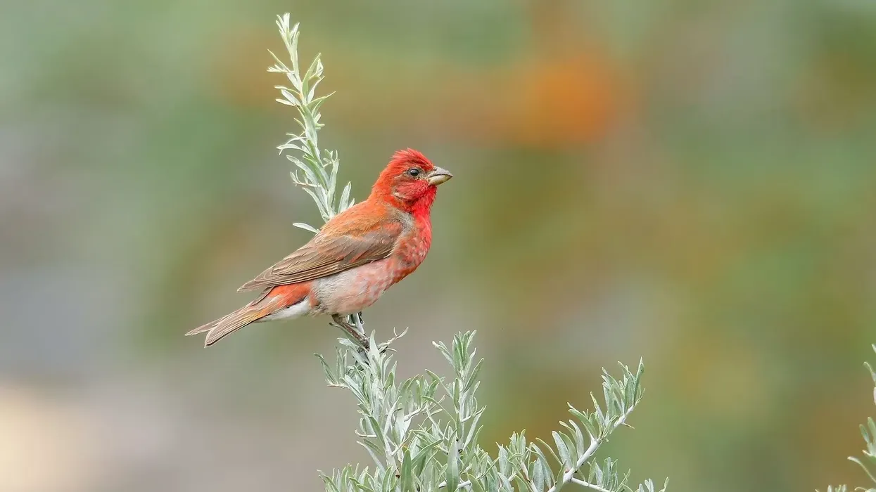 Read these fascinating common rosefinch facts for kids that you are sure to love.