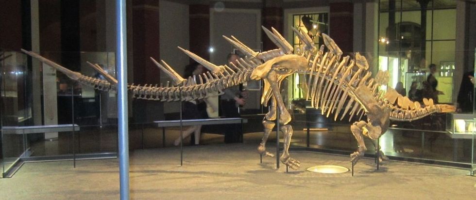 Read these fascinating Kentrosaurus facts for kids that you are sure to love.