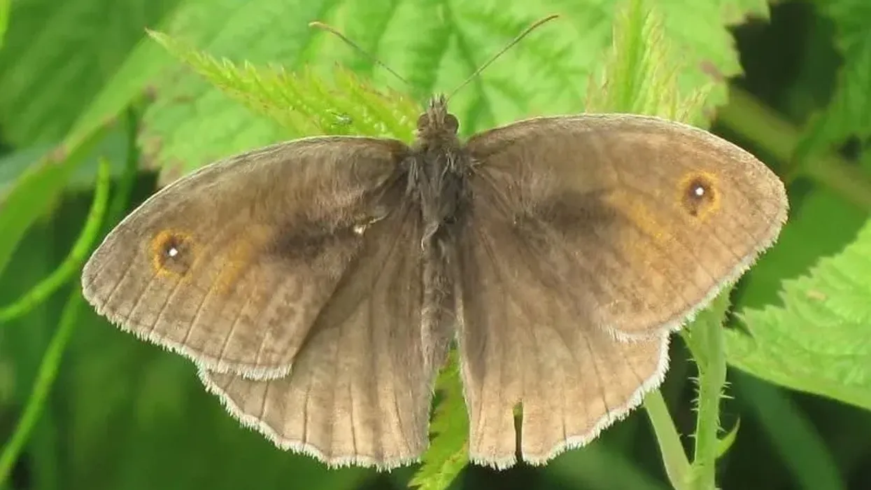 Read these fascinating meadow brown facts for kids that you are sure to love!