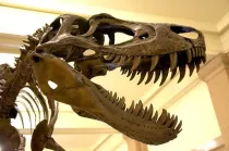 Read these fascinating Nanotyrannus facts for kids that you are sure to love.
