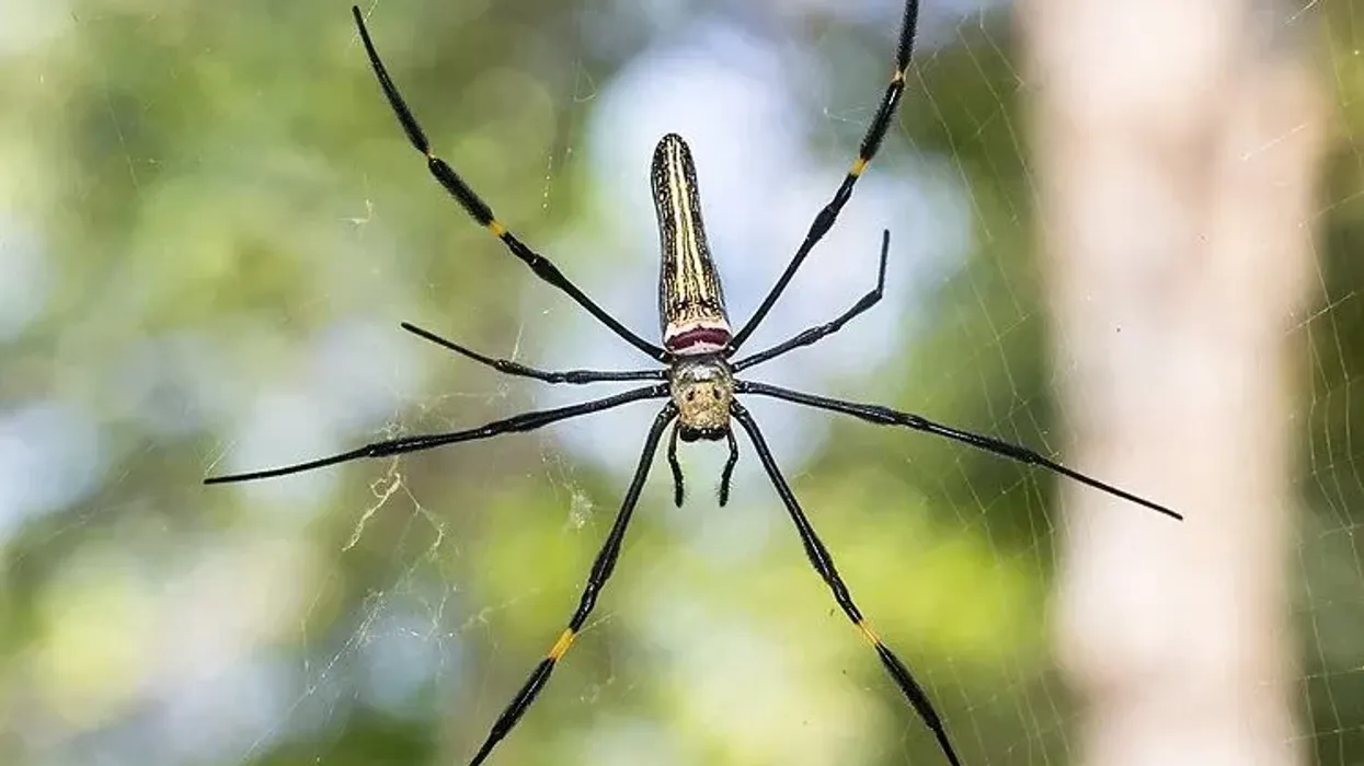 Read these fascinating Nephila pilipes facts about their predators, habitats, and subspecies of golden orb weaving spiders.