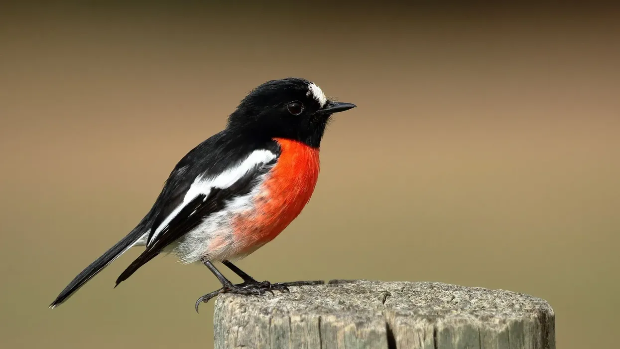 Read these fascinating scarlet robin facts to learn more about this beautiful little species of bird.