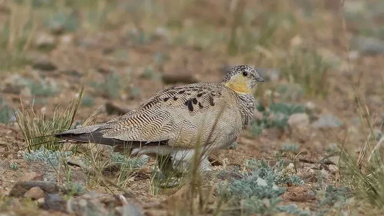 Read these fascinating Tibetan sandgrouse facts for kids that you are sure to love