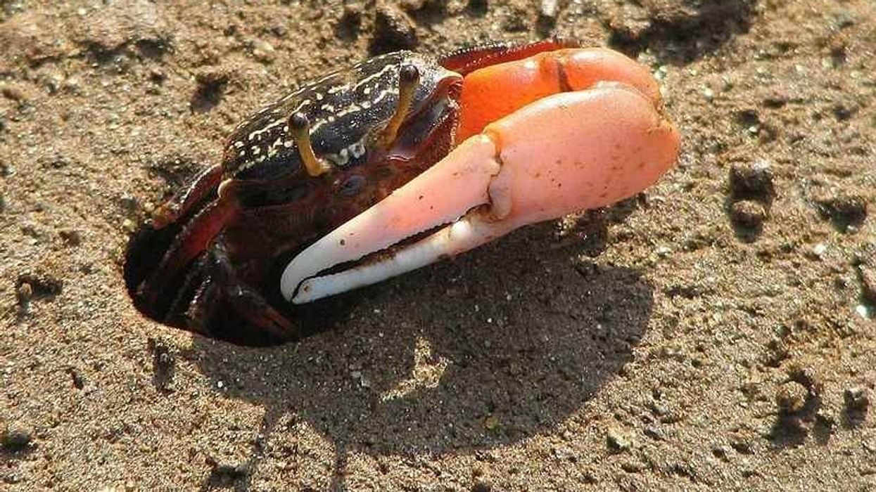 Read these fiddler crab facts to know more about these mudflats and burrow crabs.