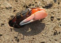 Read these fiddler crab facts to know more about these mudflats and burrow crabs.
