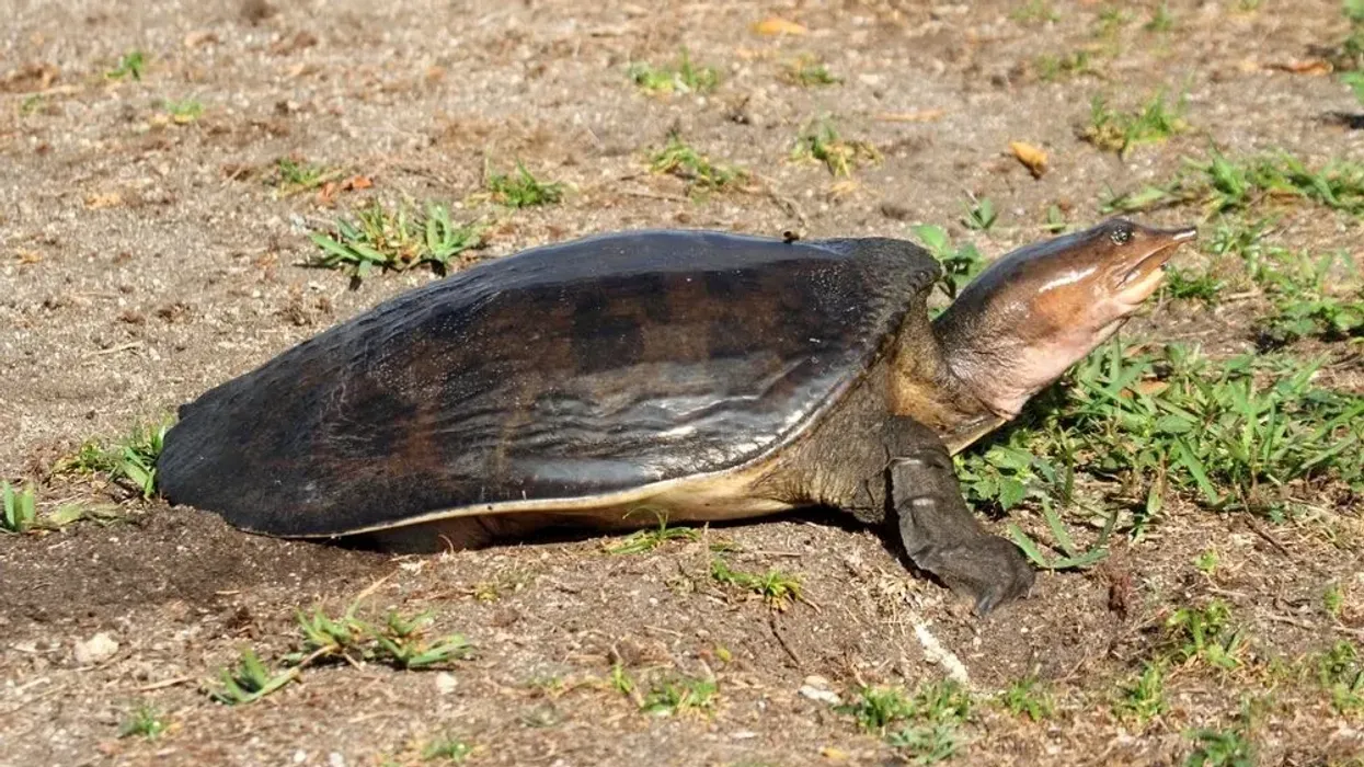 Read these Florida Softshell Turtle facts to know more about this turtle.