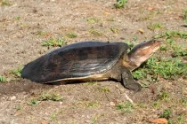 Read these Florida Softshell Turtle facts to know more about this turtle.