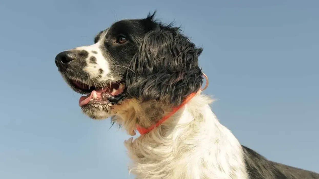 Read these French Spaniel facts about this dog with a beautiful splash of brown and cream fur on its body