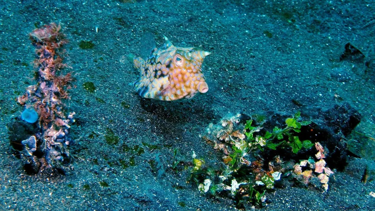 Read these fun and interesting thornback cowfish facts about one of the uncommon marine creatures from the Ostraciidae family.