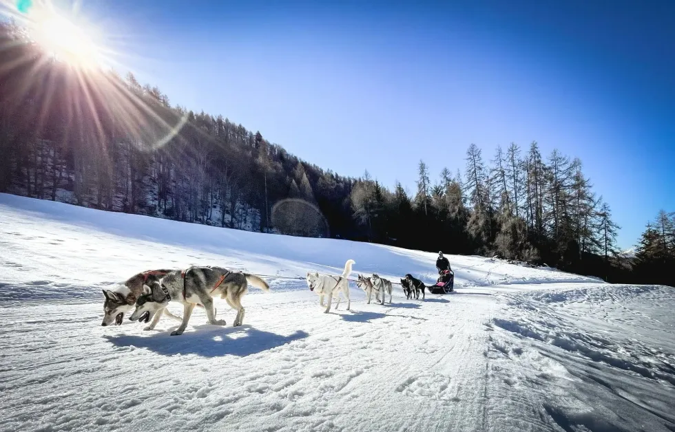Read these fun facts about sled dog breeds.