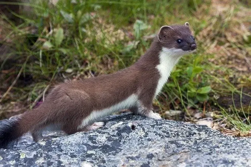Read these fun facts about the mink vs weasel debate.