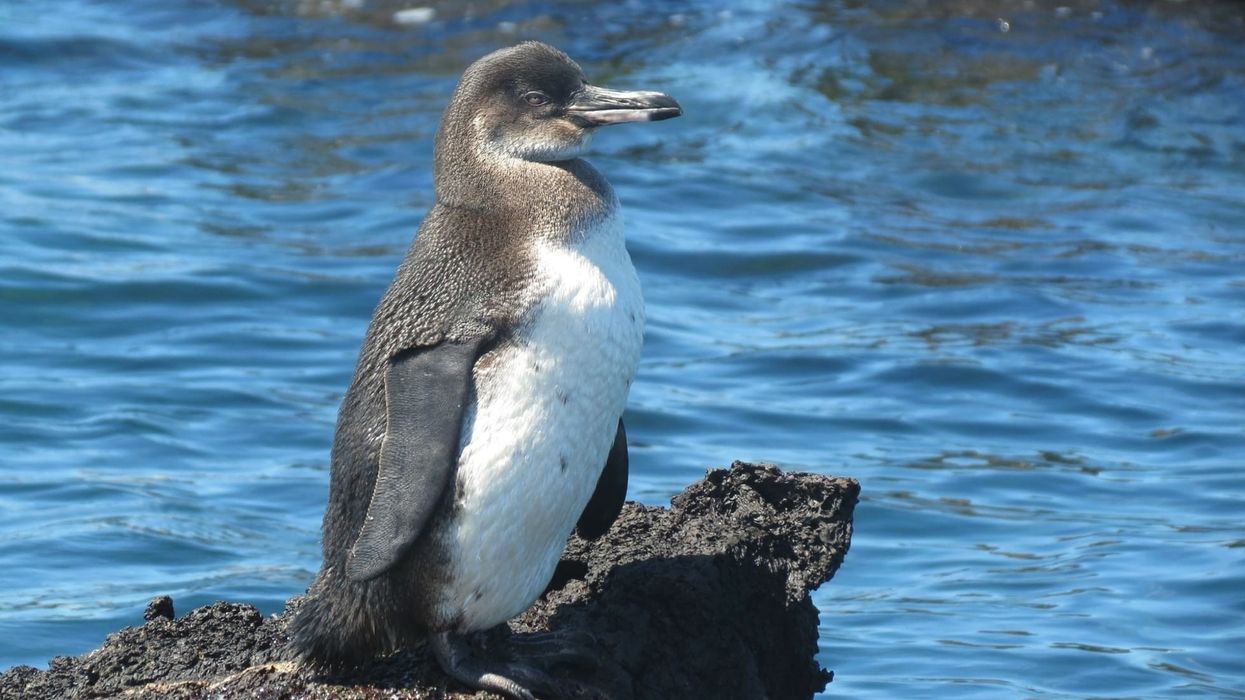 Read these Galapagos penguin facts about the birds whose chicks are so hungry they need to be fed 20 times a day.