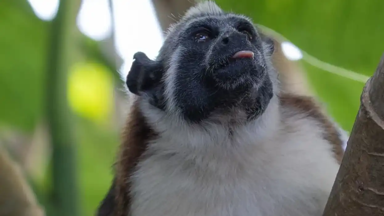 Read these Geoffroy's tamarin facts to learn more about this animal.