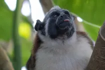 Read these Geoffroy's tamarin facts to learn more about this animal.
