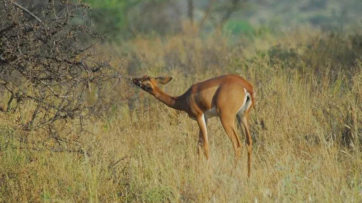 Read these gerenuk facts and find out more about this mammal.