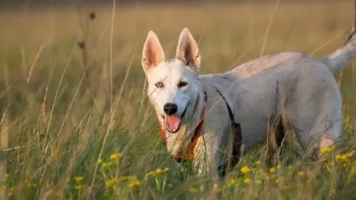 Read these German Shepherd Husky mix facts to learn more about this amazing mammal.