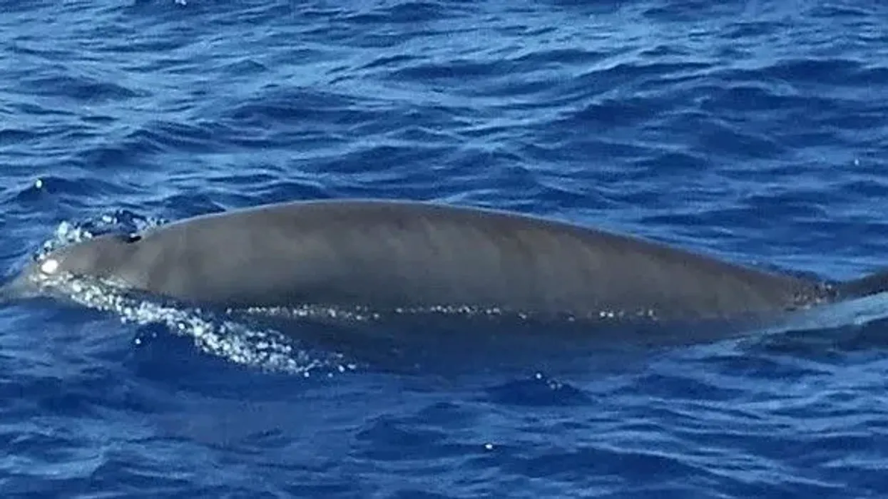Read these Gervais' Beaked Whale Facts to learn more about this species.