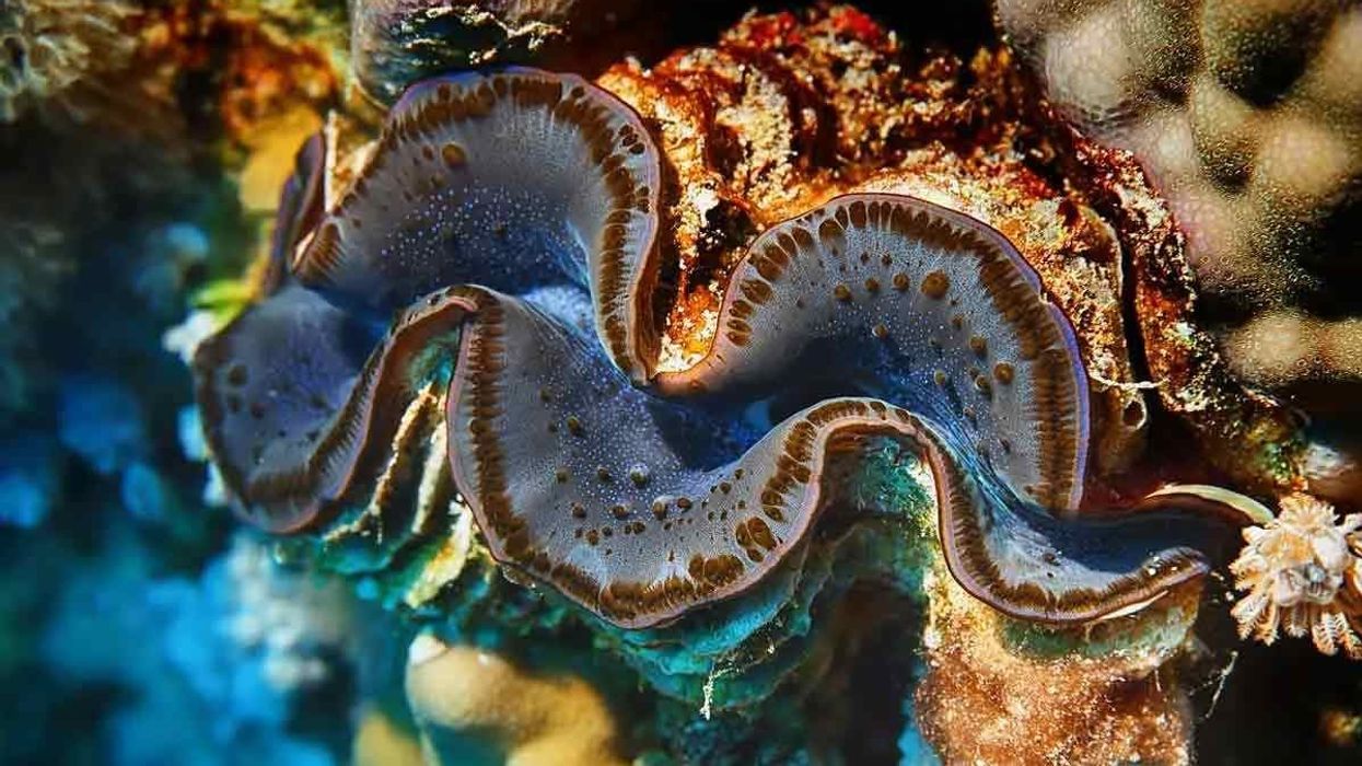 Read these giant clam facts about this arthropod that has a unique combination of colors on its body