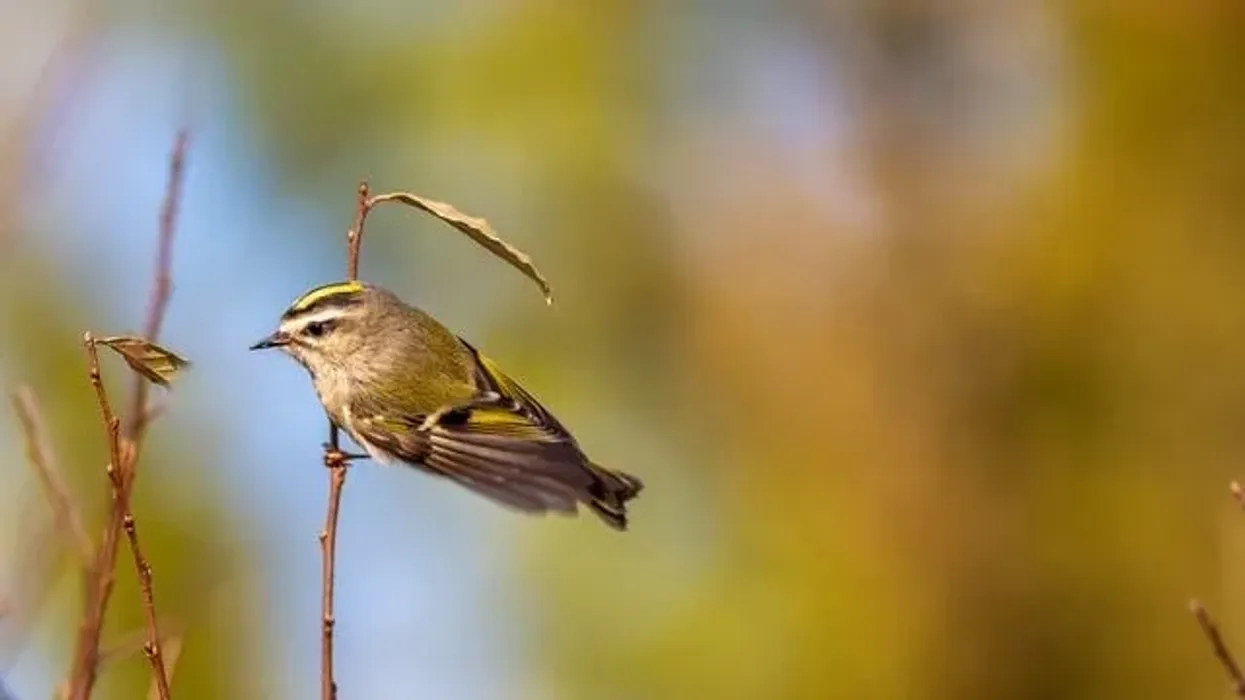 Read these golden-crowned kinglet facts about this interesting bird with a gold-yellow crown!