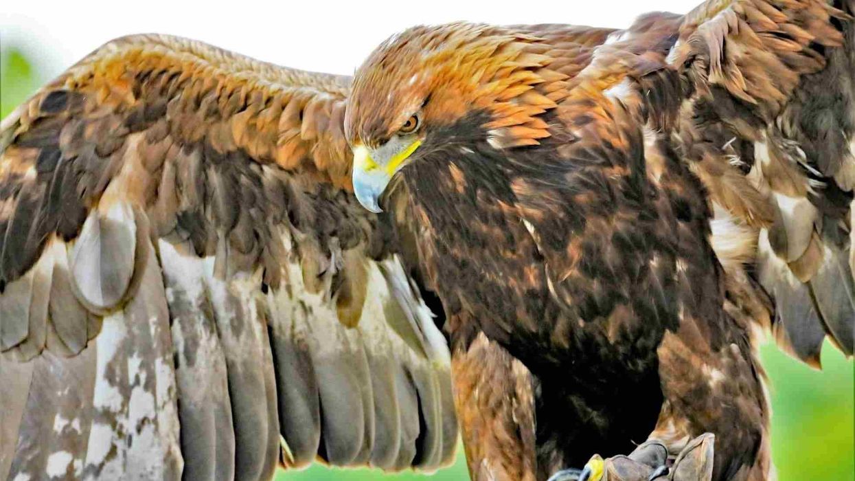 Read these golden eagle facts to learn more about this bird of prey.