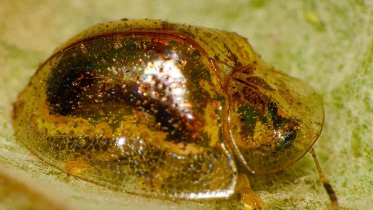 Read these golden tortoise beetle facts about this amazing arthropod with a golden body.