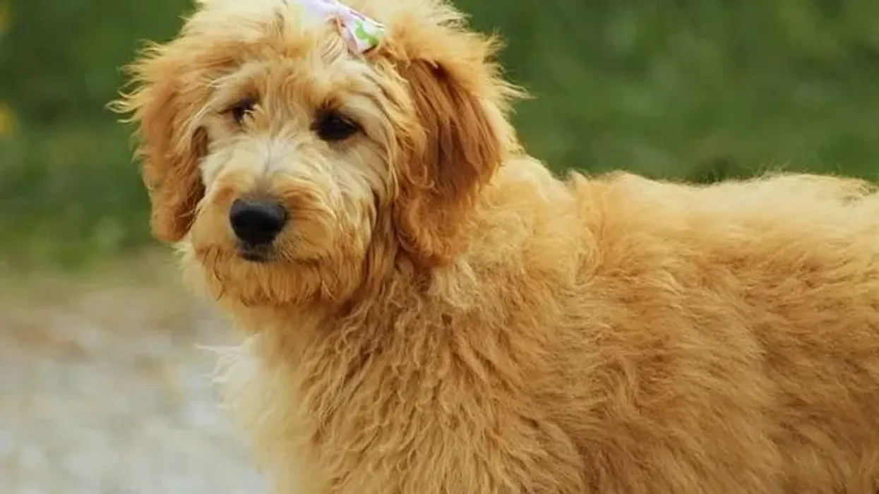 Read these goldendoodle facts to learn about this mixed breed.