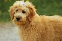 Read these goldendoodle facts to learn about this mixed breed.