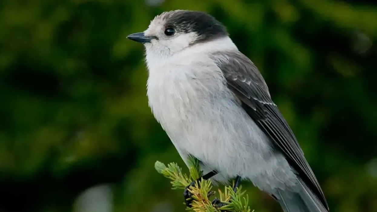 Read these gray jay facts about these birds, also called camp robbers, as they steal food items from camps